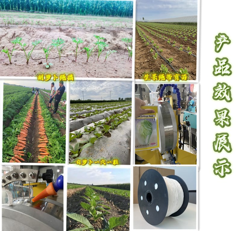 胡萝卜绳播.jpg