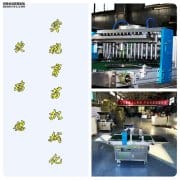 自动化育苗流水线实现韭菜育苗基地全程机械化育苗