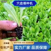 穴盘育苗机：高效育苗的得力助手