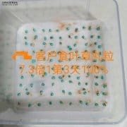 <b>种子丸粒化对种子有伤害吗</b>