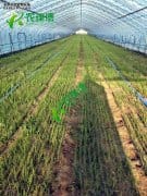 <b>大葱种植用绳带播种一亩地多少钱</b>