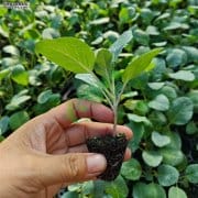 高效育苗新时代—育苗播种机